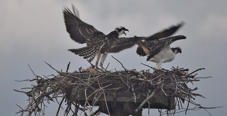 2 osprey in nest